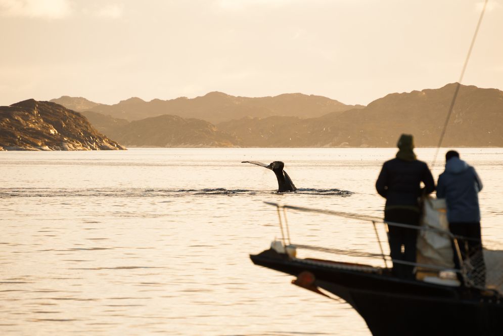 Whale Watching Los Cabos - Boat Rentals Los Cabos (1)